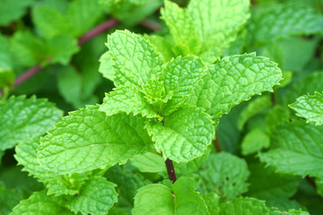 Growing mint leaves