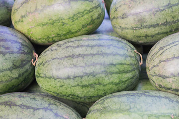 young small watermelon in the garden in fine clear weather close-up