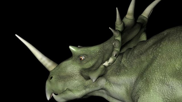 Head of Styracosaurus Dinosaur Gyrating on Black Background