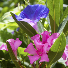 Nerium oleander, Oleander rose bay flower and ipomoea