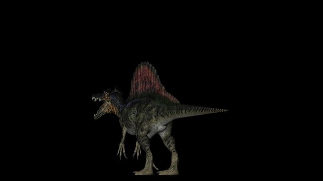 Animation of dinosaur Spinosaurus gyrating 360 degree on black background