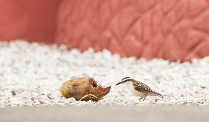Rufous-naped Wren Looks at Coconut