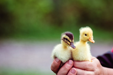 Two duckling in a man's hand
