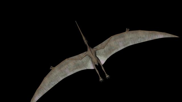 Animation of dinosaur Pteranodon gyrating 360 degree on black background seen from above