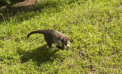 Naklejka premium Coati Walking Across Grass