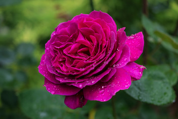 Purple rose. In the garden.