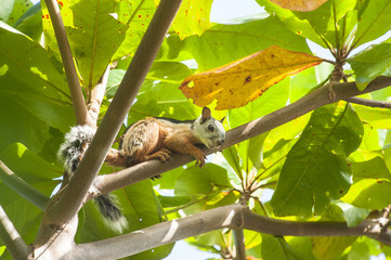 Squirrel Rests in Almond Tree