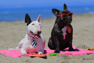 Resultado de imagen para bull terrier beach