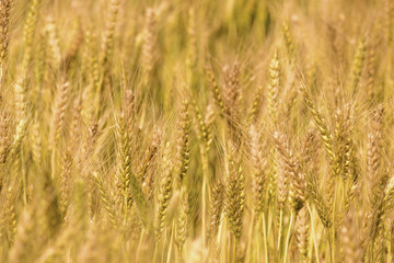 Golden wheat field