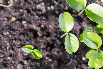 Group of green sprouts growing out from soil. Shallow dof