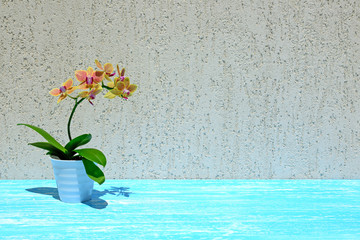 Fototapeta na wymiar Orchid flowers on wooden background