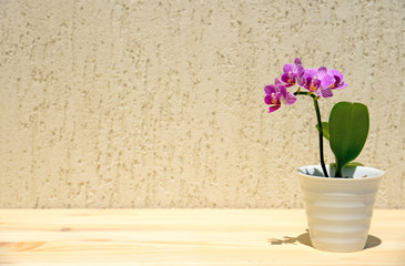 Orchid flowers on wooden background