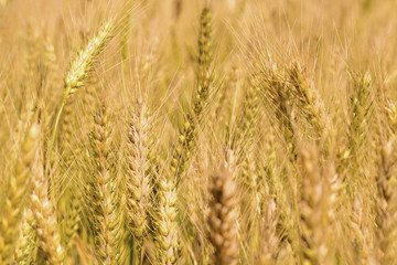 Golden wheat field