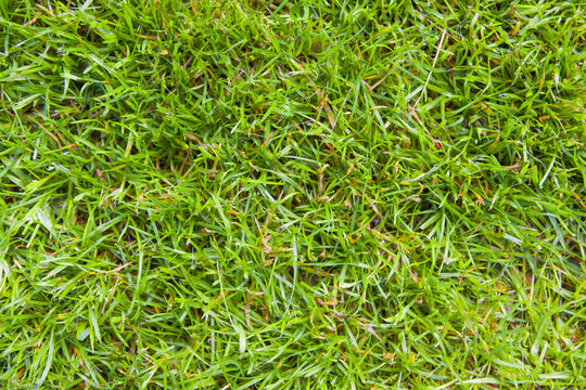 Gruenes Gras