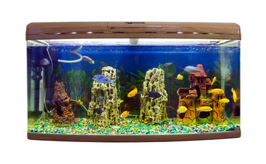 Beautiful semi-circular aquarium with tropical fish 