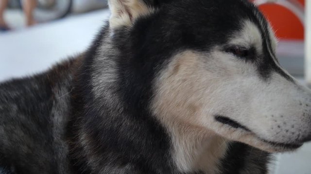 Husky Dog Face with Heterochromy - Eyes with Different Colour