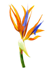 Watercolor illustration with realistic branch of strelitzia. 