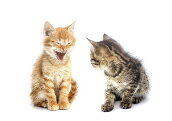 kitten watching