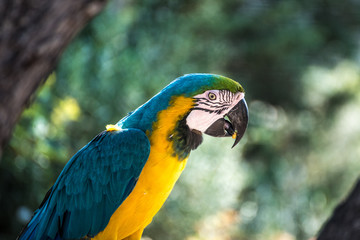 Colorful parrot profile