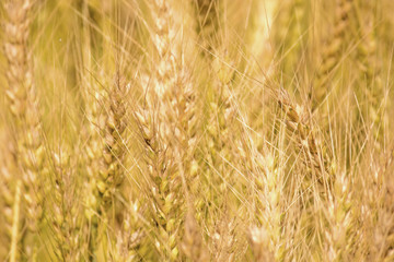 Golden wheat field