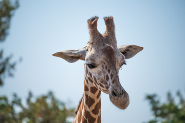Giraffe portrait