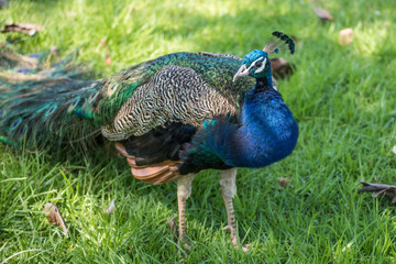 Fototapeta premium Peacock walking
