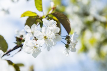 Spring blooming sakura cherry flowers branch