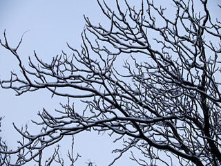 leafless tree snowy winter landscape
