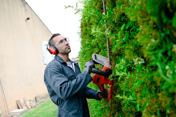 handsome young man professional gardener trimming and landscaping green hedge