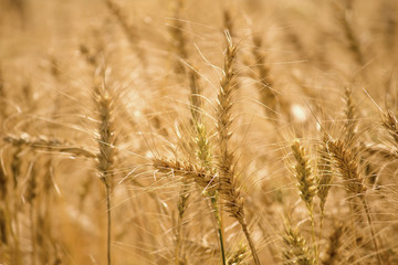 Golden wheat field