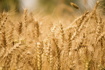 Golden wheat field