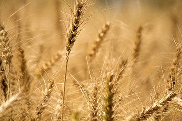 Fototapeta premium Golden wheat field