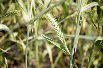 Green wheat field