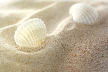 Sea shells and sand