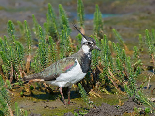 Northern lapwing (Vanellus vanellus)