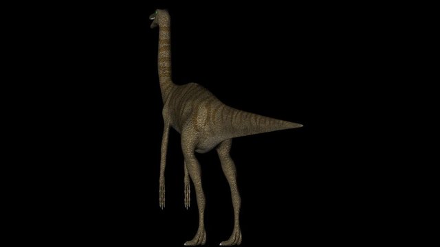 Animation of dinosaur Gallimimus gyrating 360 degree on black background