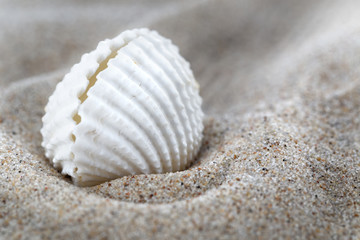 Fototapeta na wymiar Sea shells and sand
