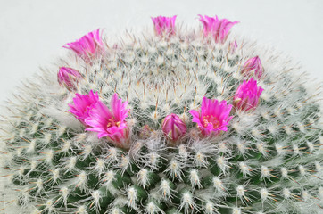 Cephalocereus senilis mit Blüten / Cephalocereus senilis ( Greisenhaupt) mit pink, magenta, rosa farbenen Blüten, Makro, Nahaufnahme, weißer Hintergrund, horizontal


