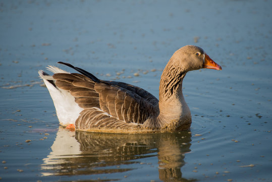 Male goose on river