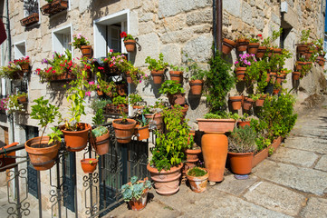 Flower pots with plants in old town in Galicia