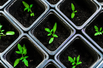 seedling tomato in small pots which stand in a row.
