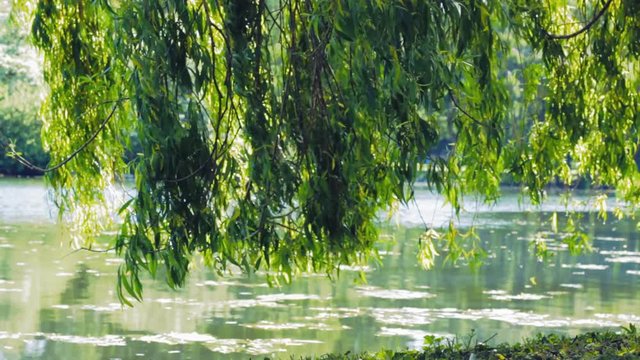Lake , Leaves trees and lake romantic nature