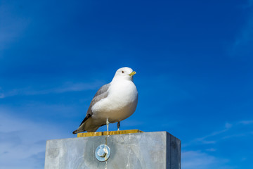 seagull resting on the coast