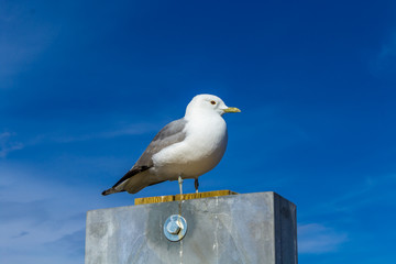 seagull resting on the coast