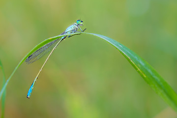 Dewy Dragonfly on the  blade of grass.