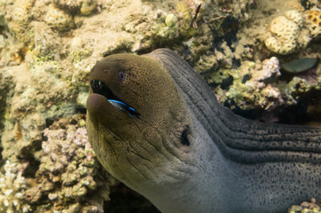 Giant Moray Eel