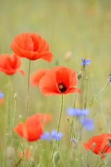 Beautiful poppies on the meadow in the summer time