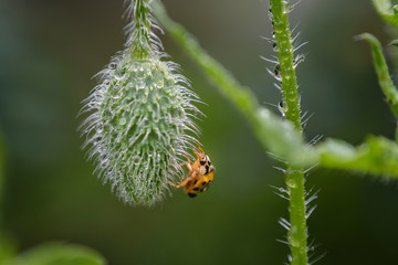 Ladybug on poppy bud on garden macro photography 