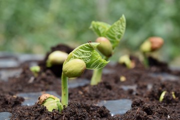 germinazione di semi di fagiolo
