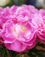 Obraz premium Retro photo beautiful peonies